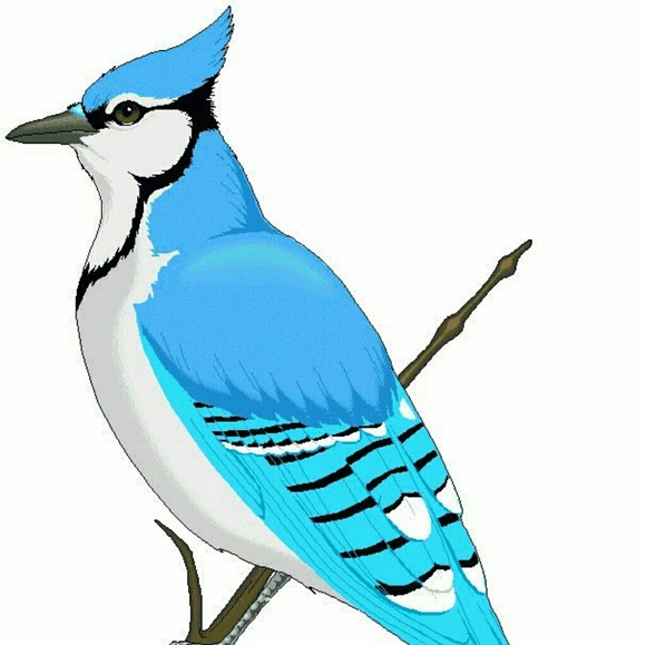 Meet your Posher, Bluejay treasure - Picture 1 of 1